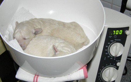 9. den: trpasličí pudl nebo lední medvěd?